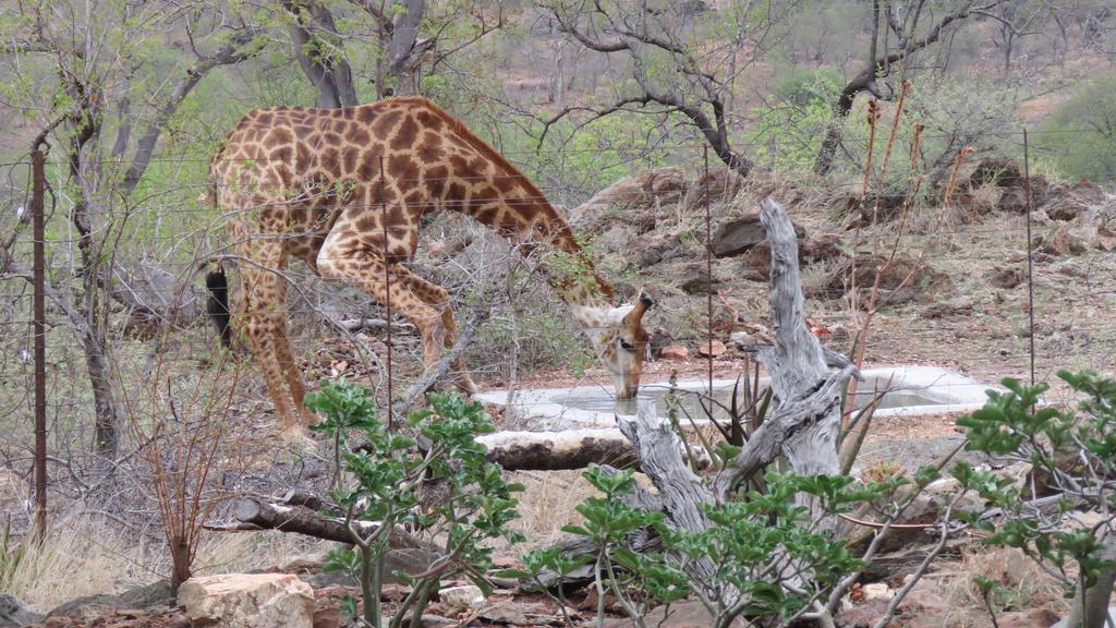 Isilimela Game Lodge Hoedspruit Buitenkant foto